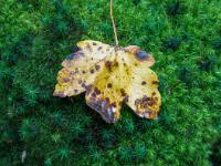 Gelbes Ahornblatt mit Flecken auf Sternmoos Polster
